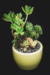 Succulent Arrangement in Studio