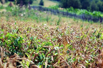 beautiful nature with flowers, trees and grass of various colors