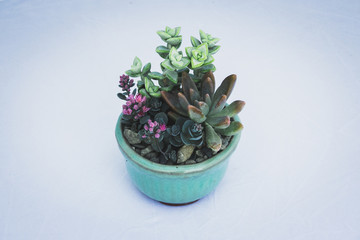 Succulent Arrangement in Studio