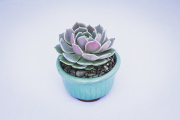 Succulent Arrangement in Studio