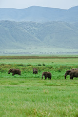 Fototapeta premium Elefante Africa Safari Ngorongoro