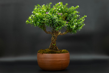 LEAFY BONSAI WITH SMALL GREEN LEAVES AND SMALL WHITE AND VIOLET FLOWERS ON A BLACK BACKGROUND