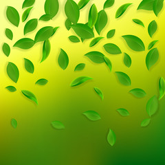 Falling green leaves. Fresh tea chaotic leaves fly