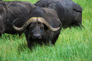 Fototapeta premium Bufalo Africa Safari Ngorongoro
