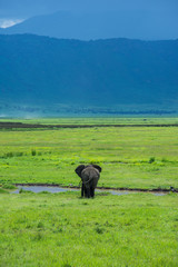 Obraz premium Elefante Africa Safari Ngorongoro
