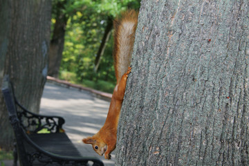 squirrel in the Park on a tree