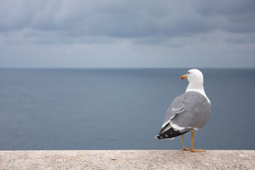 Seagull gaze