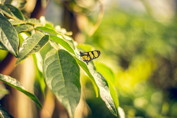 Butterfly hanging from a branch.	