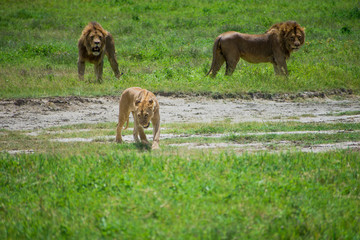 Leon Africa Safari