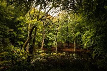 Fototapeta premium Märchenhafter grüner Wald