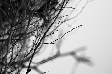 Black and white artistic image of tree branches with buds in spring defocused background