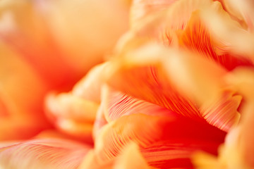 Fototapeta na wymiar Closeup of petals of beautiful orange and with red streaks tulips in vase. Flower background. Floral Wallpaper. Copy space