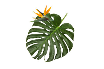 Strelitzia flower on a green leaf , natural monstera with water drops on a white background
