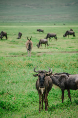 Naklejka na ściany i meble Ñu Africa Safari Ngorongoro