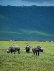 Obraz premium Bufalo Africa Safari Ngorongoro