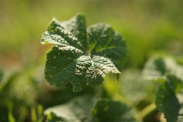 Fresh grass burdock growing in a spring garden, close-up, selective focus.