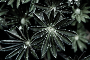 pine needles in snow