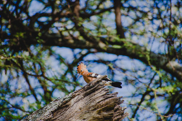 Abubilla Hoopoe 