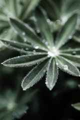 drops of dew on grass