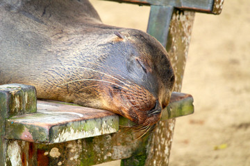 sea lion on bench, Galapagos, Ecuador, mammal, nature