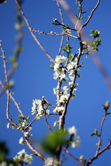 Dainty white blossoms on a tree. Selective focus.