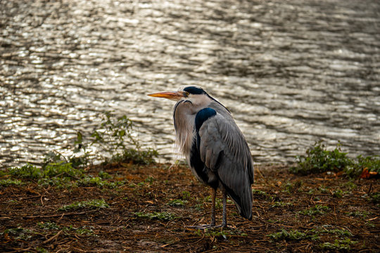 Retrato Ardeidae