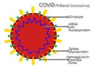 Structure of COVID 19 Novel Coronavirus, SARS COVID 2 with labels