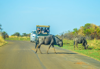 South Africa safari experience in game and wild nature reserve