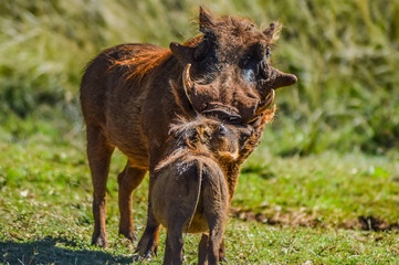 Fototapeta premium Common Warthog or Pumba interacting and playing in a South African game reserve