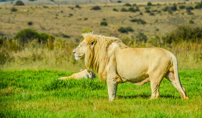Big African white lion pride in Rhino and lion nature reserve in South Africa