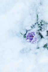 White and purple crocus growing in spring, cowered with snow. View from above.