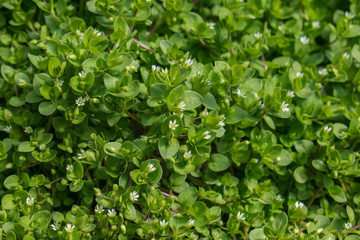 Green leaf natural background with white flowers.