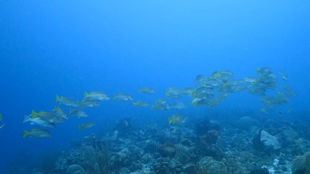 School of Schoolmaster Snapper in turquoise water of coral reef  in Caribbean Sea / Curacao