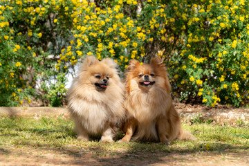 Two Pomeranian spitzs puppies, a small dog with an open mouth is yawning on the grass. Best friends.