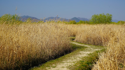 Fototapeta premium reed and silver grass field and blue sky