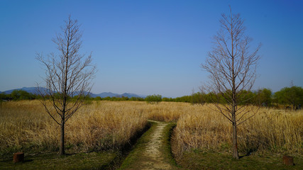 reed and silver grass field and blue sky