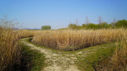 reed and silver grass field and blue sky