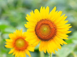Beautiful sunflowers in the botanical garden