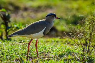 Cute and beautiful crowned lapwing bird during bird watching in a game reserve in South Africa