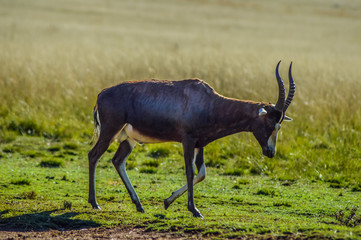 Portrait of a common Tsessebe (Damaliscus lunatus) antelope in Johannesburg game reserve South Africa