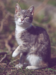 Naklejka na ściany i meble Lovely young ash kitten portrait in the garden, look and paw rai