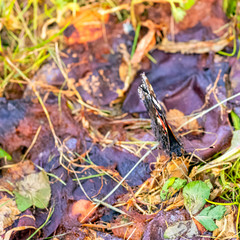 Butterfly vanessa atalanta known as red admiral or admirable - Choczewo, Pomerania, Poland