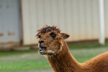 Furry brown Alpaca chewing with mouth open