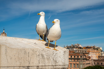 Gaivotas em Roma