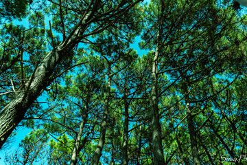 Bosque
