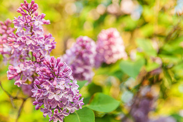 Beautiful smell violet purple lilac blossom flowers in spring time. Close up macro twigs of lilac selective focus. Inspirational natural floral blooming garden or park. Ecology nature landscape