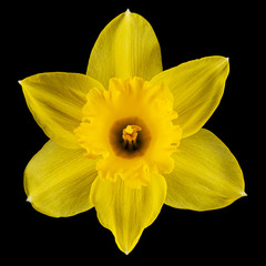 Flower of yellow Daffodil (narcissus), isolated on black background