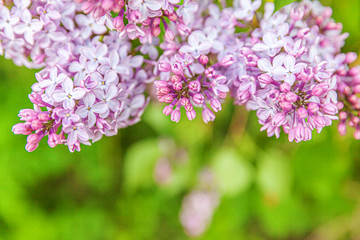 Beautiful smell violet purple lilac blossom flowers in spring time. Close up macro twigs of lilac selective focus. Inspirational natural floral blooming garden or park. Ecology nature landscape