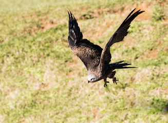 Un aguila real del caza