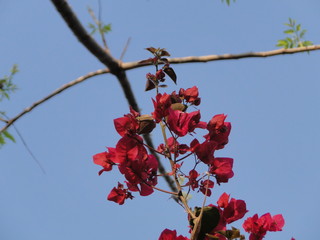 Flor rosa